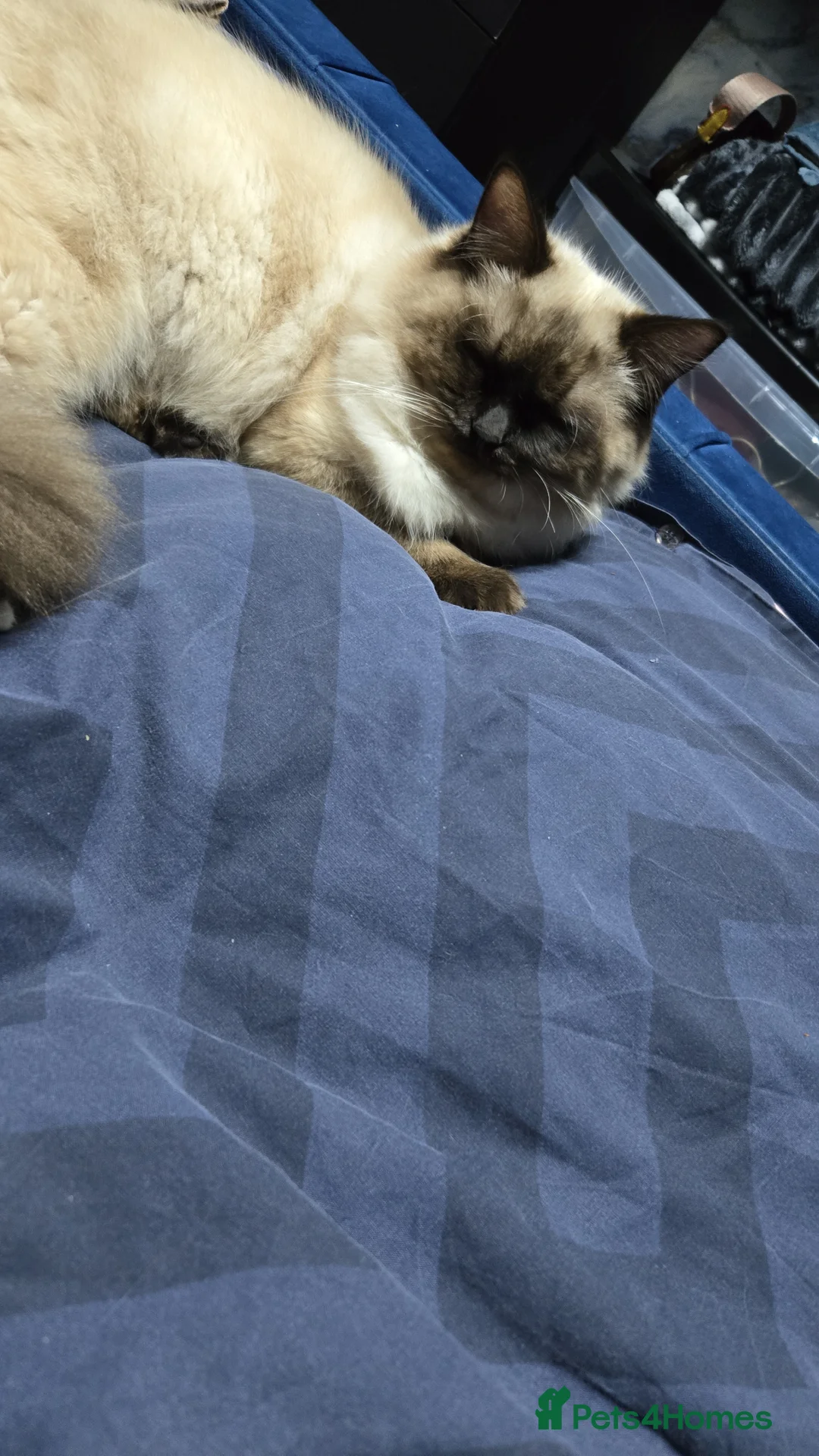 Ragdoll cats for sale: Male ragdoll - Advert 2