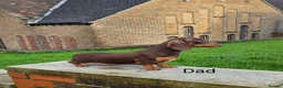 Miniature Dachshund dogs for sale: Beautiful Miniature Puppy Dachsung  - Advert 4