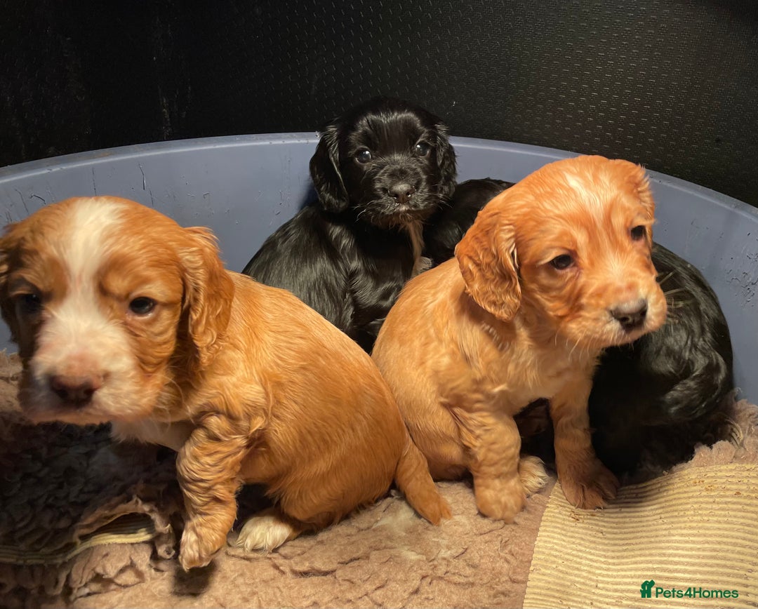 Cocker Spaniel dogs for sale: Heath Tested Working Cocker Puppies - Advert 2