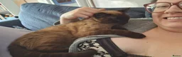 Mixed Breed cats for sale: Miss Coco in Diss - Advert 3