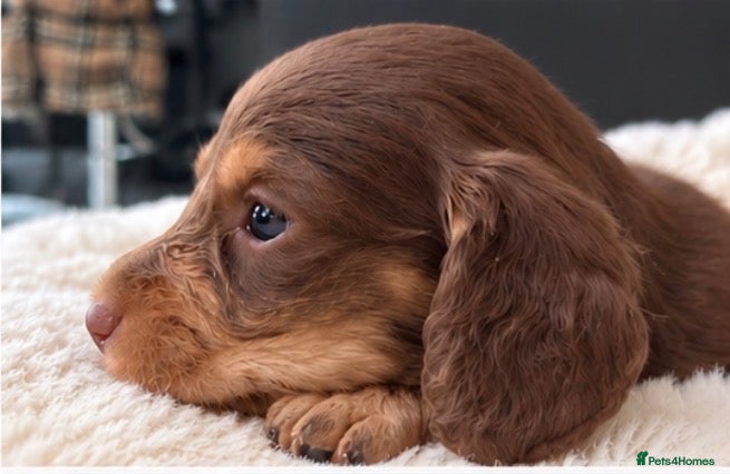 Miniature Dachshund dogs Exquisite mini L/H chocolate/cream 5* licensed  - Advert 2