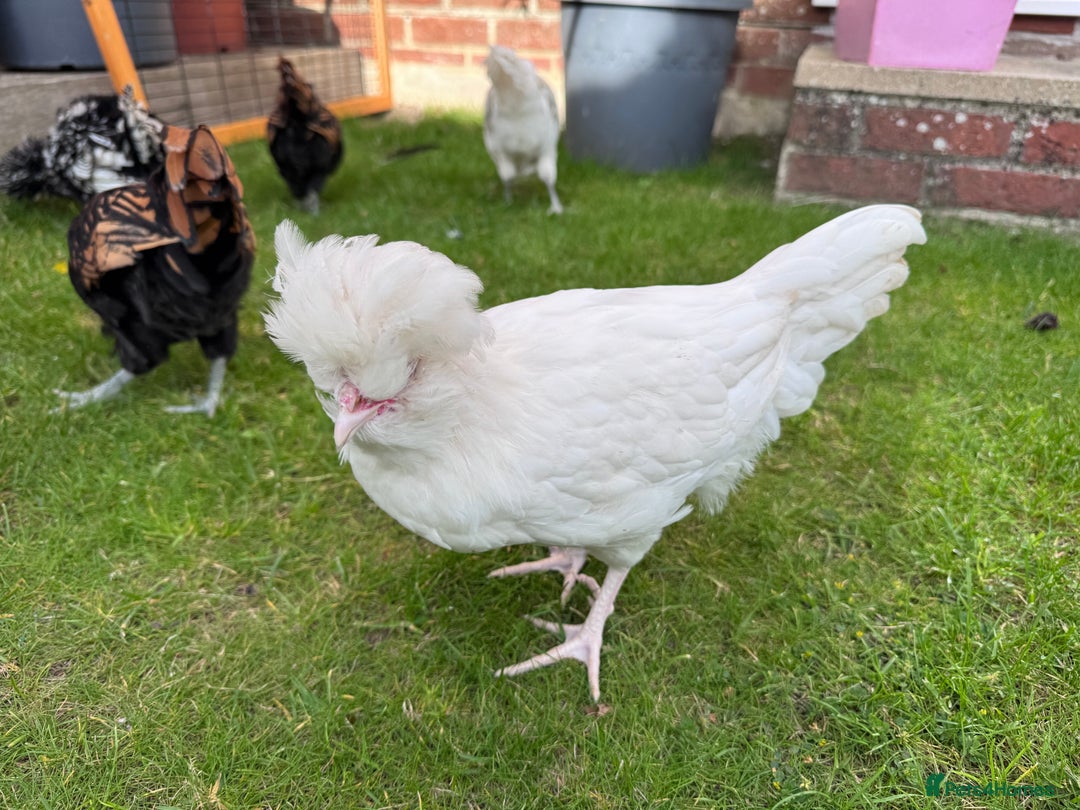 Chickens poultry for sale: Polish bantam cockerels - Image 4