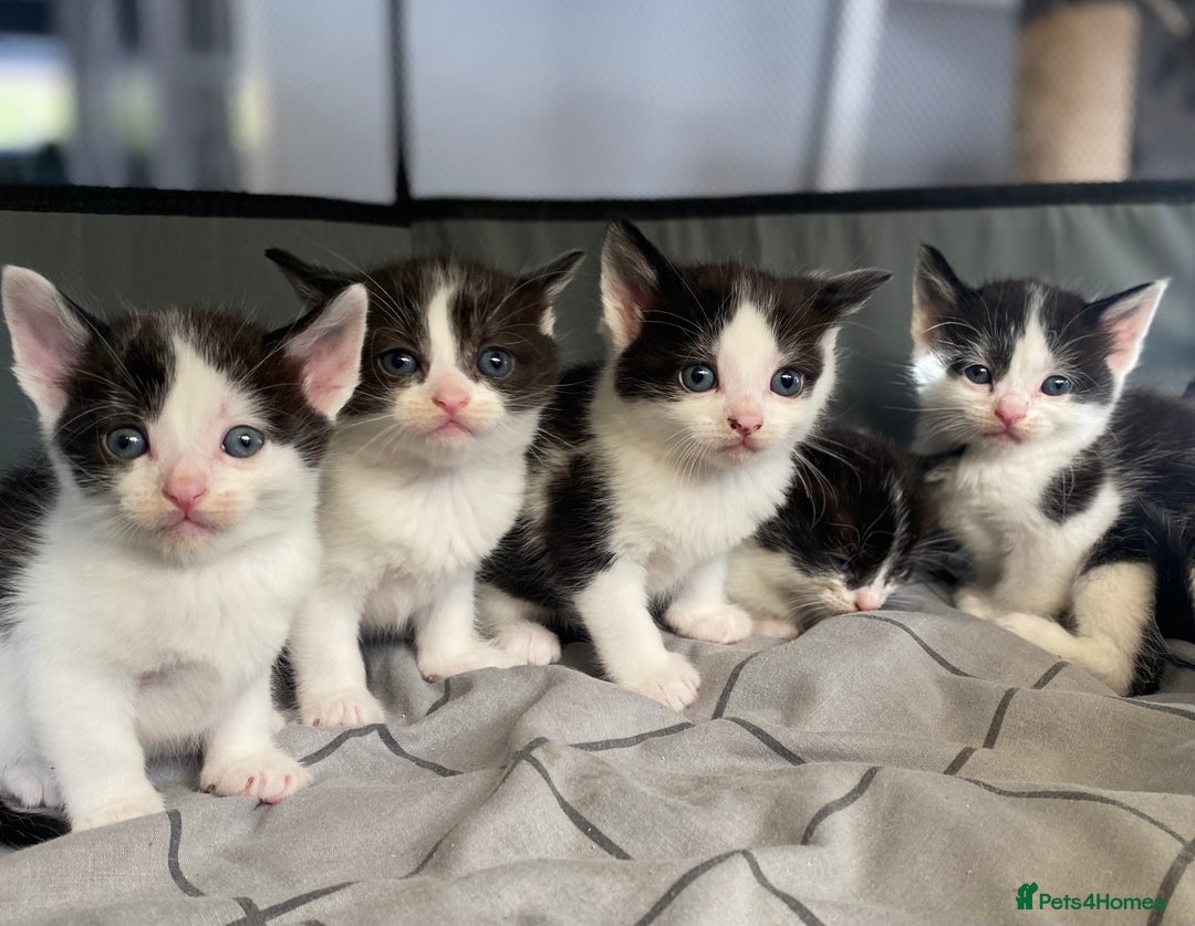 Domestic Shorthair cats for sale: ✨ Beautiful Kittens Ready Soon! ✨ - Image 4