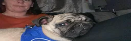 Pug dogs for sale: Male pug 1 year old  in Redcar - Advert 3
