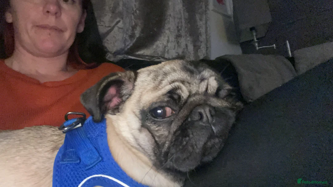 Pug dogs for sale: Male pug 1 year old  in Redcar - Advert 3