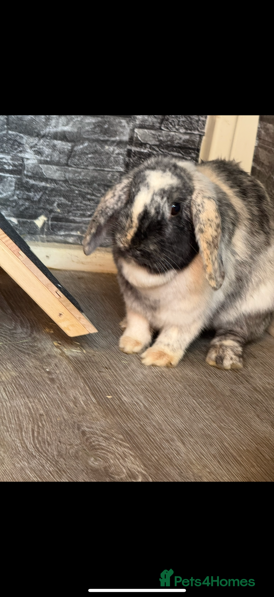 Mini Lop rabbits for sale: Pure breed mini lop bunnies - Image 15