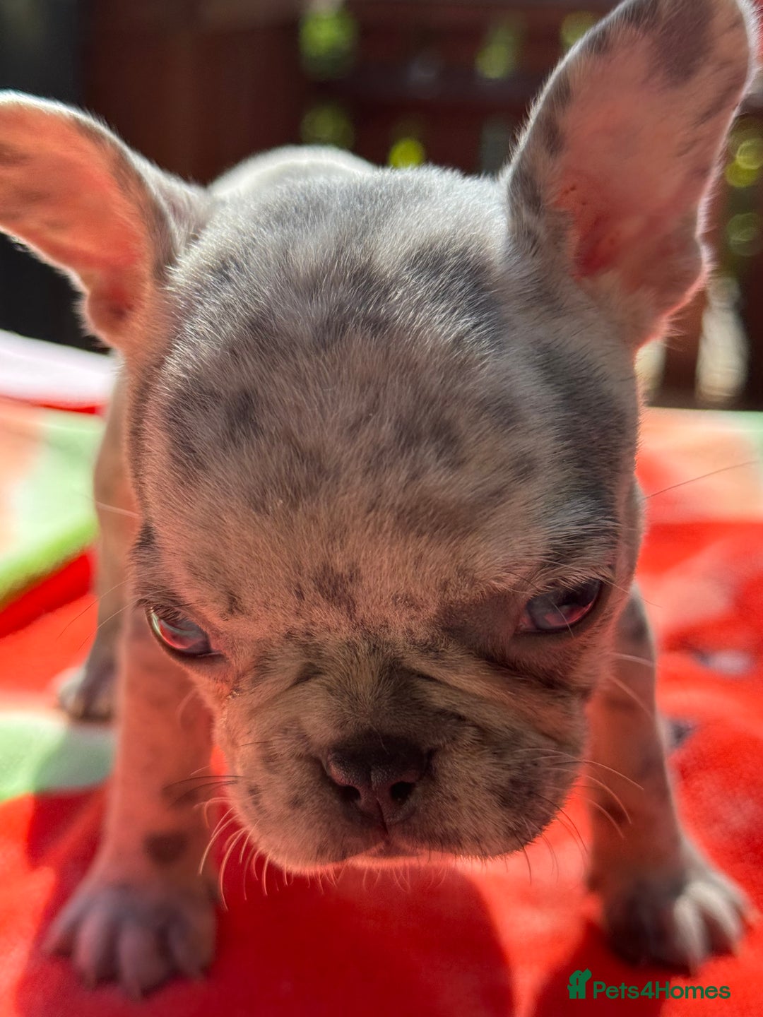 French Bulldog dogs for sale: Adorable French Bulldogs - Image 27