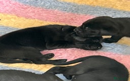 Labrador Retriever dogs for sale: labrador puppies health tested parents in Honiton - Image 15