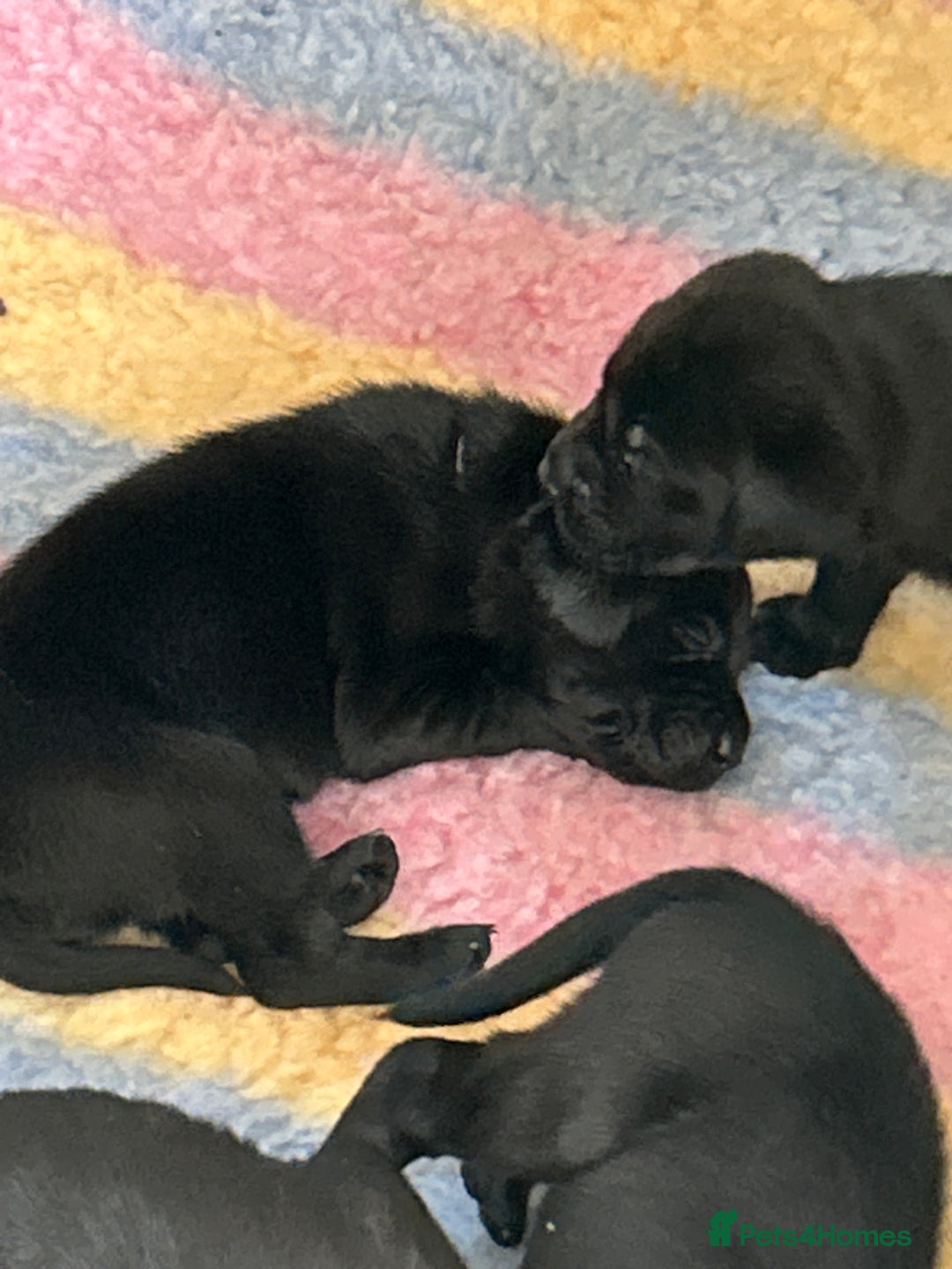 Labrador Retriever dogs for sale: labrador puppies health tested parents in Honiton - Image 15