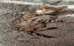 Bengal cats for sale: Amazing Bengal kittens 🥰 last boy left ❤️ in Corby - Image 18