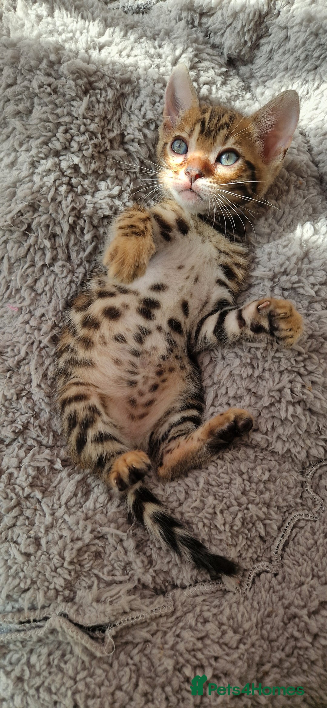 Bengal cats for sale: Amazing Bengal kittens 🥰 last boy left ❤️ in Corby - Image 18