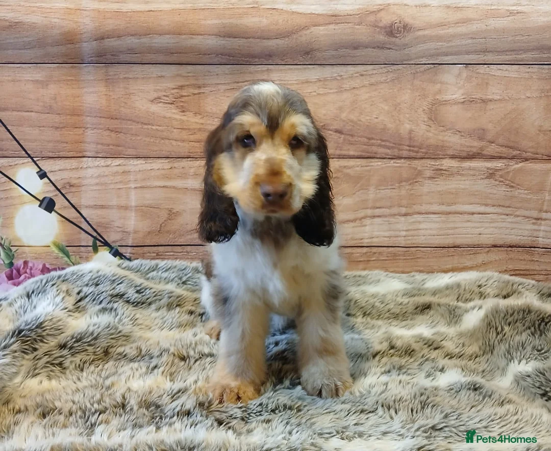 Cocker Spaniel dogs for sale: Adorable young Cocker Spaniel girl - Advert 6