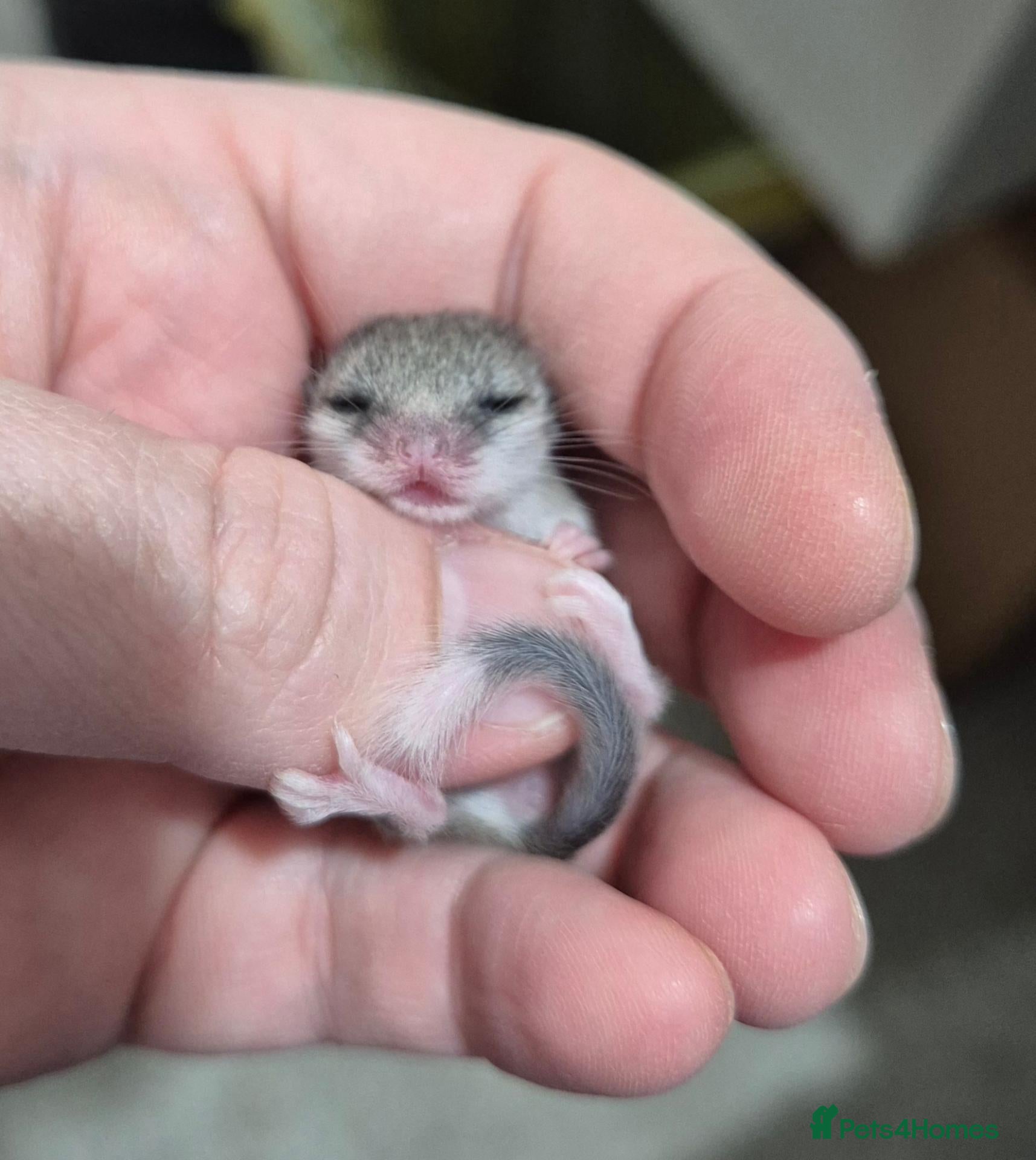 Mouse rodents Med-white micro squirrels, african pygmy dormouse - Advert 15