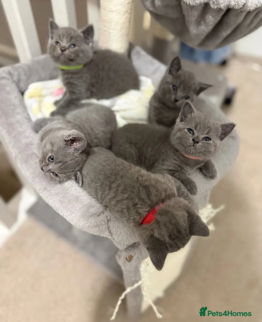 British Shorthair cats for sale: PREMIUM BRITISH SHORTHAIR KITTENS AVAILABLE - Advert 2