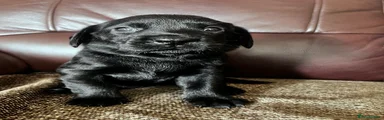 Labrador Retriever 7
