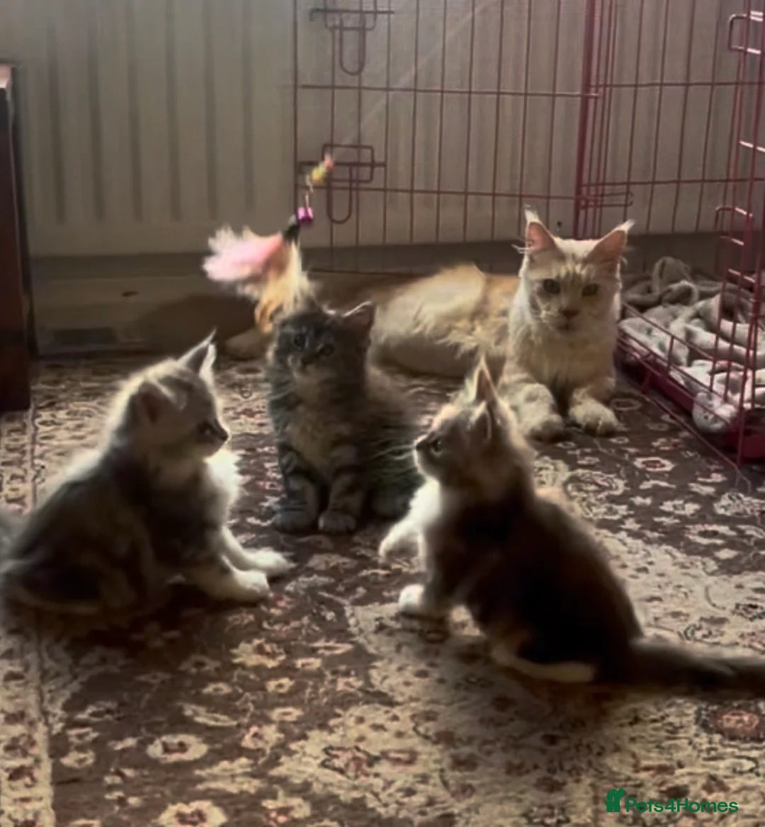Maine Coon cats for sale: Maine Coon Kittens  - Advert 1