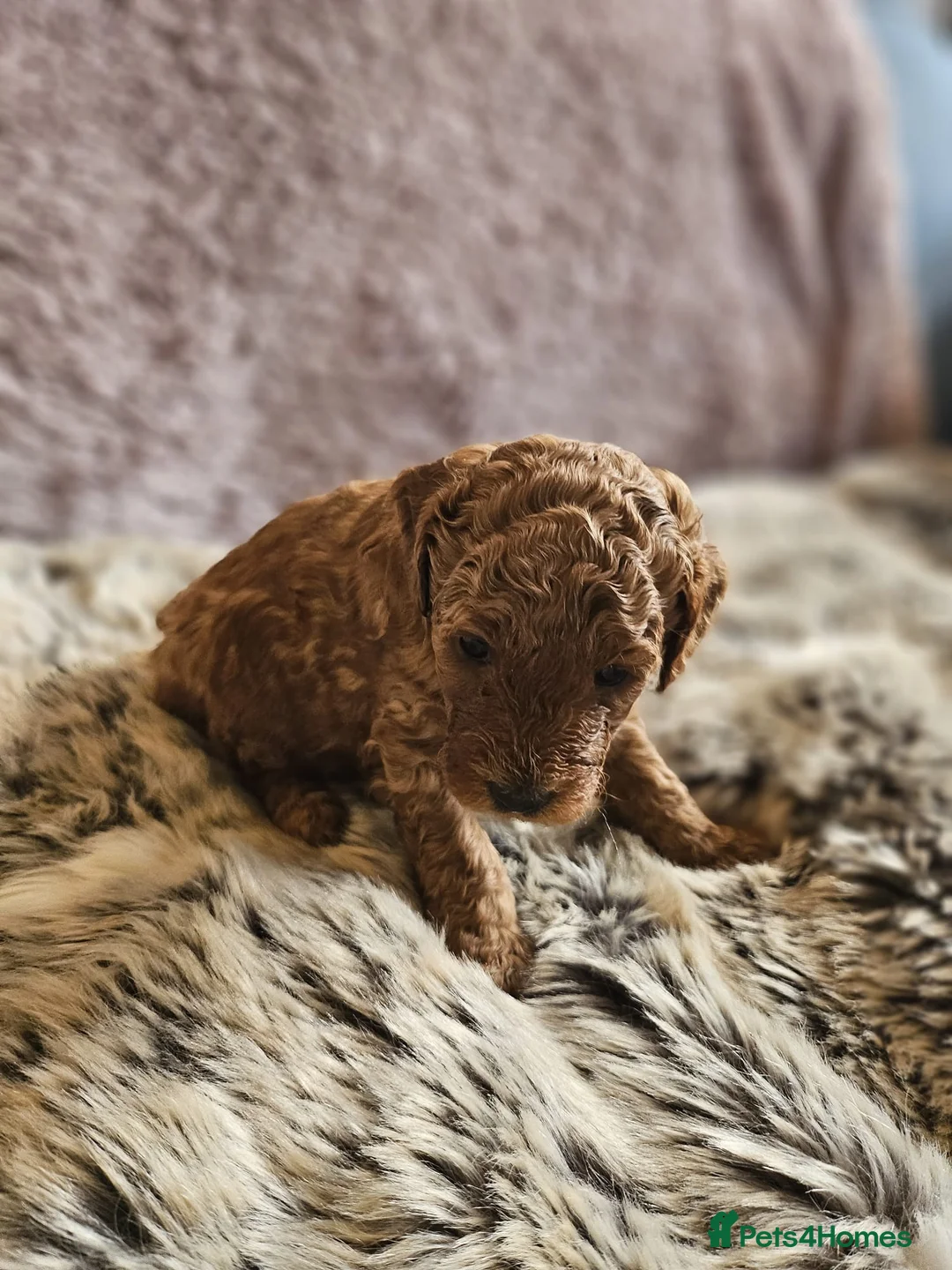 Mixed Breed dogs for sale: F1B Cockapoo Puppies – KC Toy Poodle Sired in Halifax - Advert 26