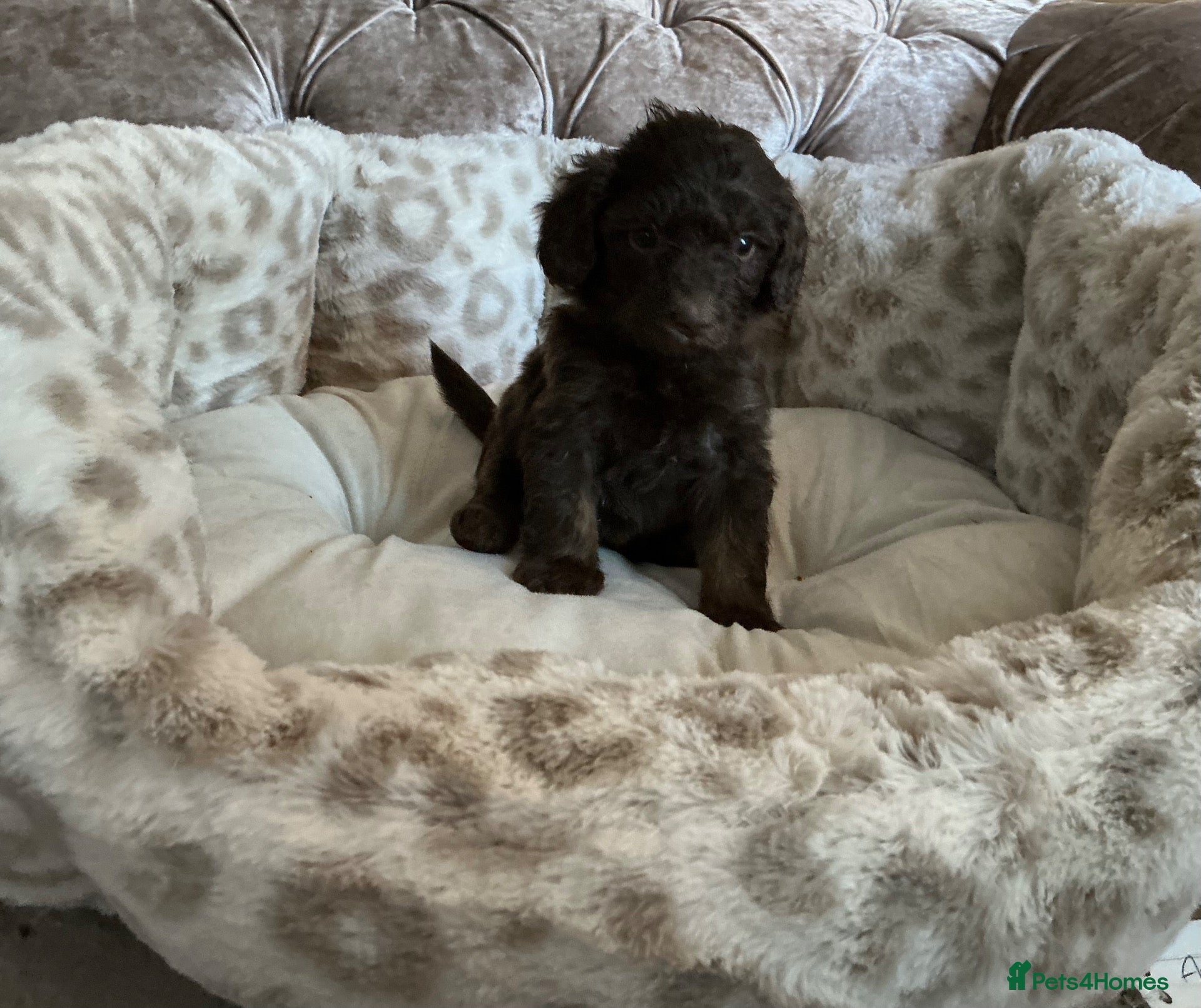 Aussiedoodle dogs Stunning F1B Aussiedoodle puppies - Advert 1