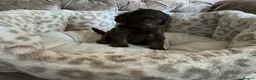 Aussiedoodle dogs for sale: Stunning F1B Aussiedoodle puppies - Advert 6