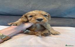Cocker Spaniel dogs for sale: Kc registered, cocker spaniels. REDUCED PRICE! - Image 3