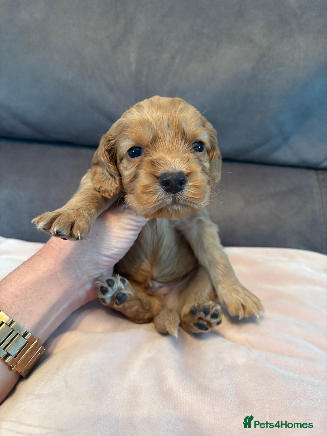 Cocker Spaniel dogs for sale: Kc registered, cocker spaniels. REDUCED PRICE! - Image 3