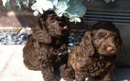 Cockapoo dogs for sale: X3 Chunky Cockapoo Puppies-Ready now!  - Image 7