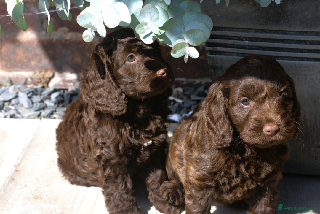 Cockapoo dogs for sale: X3 Chunky Cockapoo Puppies-Ready now!  - Image 7