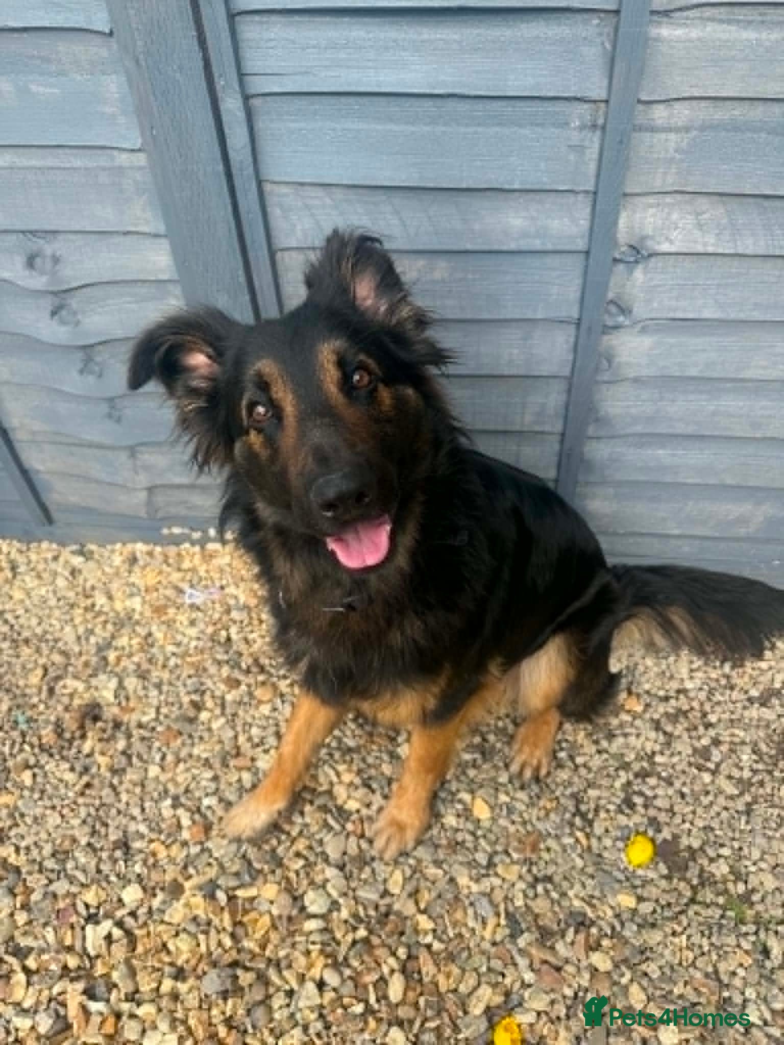 German Shepherd dogs hadow, 1 Year Old German Shepherd, - Advert 5
