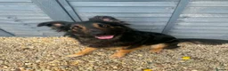 German Shepherd dogs for sale: hadow, 1 Year Old German Shepherd, in Weston-super-Mare - Advert 1