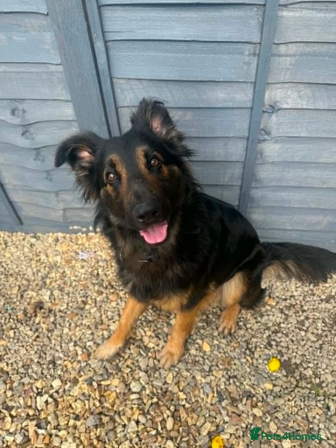 German Shepherd dogs for sale: hadow, 1 Year Old German Shepherd, in Weston-super-Mare - Advert 1
