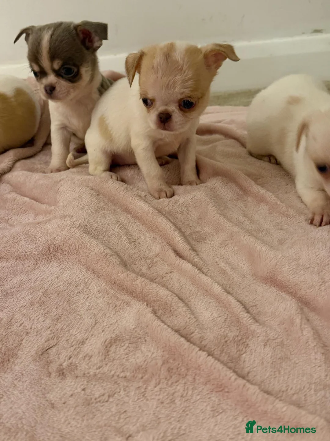 Chihuahua dogs for sale: Kc chihuahua puppies Russian and Ukraine lines - Advert 35