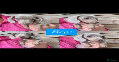 Miniature Dachshund dogs - Advert 3