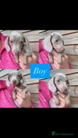 Miniature Dachshund dogs - Advert 3