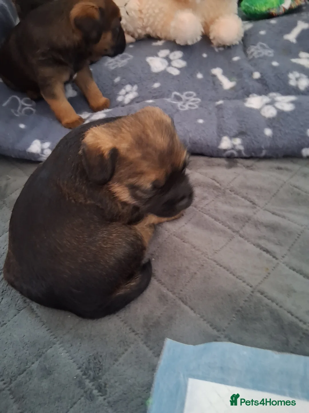 Border Terrier dogs for sale: Border terrier pups - Advert 3