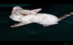 Bengal cats for sale: Purebred Bengal boy whit blue eyes 💙 - Image 9