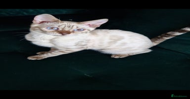Bengal cats - Advert 2
