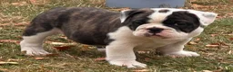 Olde English Bulldogge dogs for sale: 🐾2 Olde English bulldog puppies left 🐾 - Advert 19