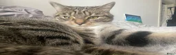 Mixed Breed cats for sale: Laila in Liverpool - Advert 6