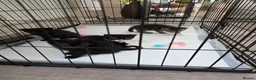 Russian Blue cats for sale: Russian tabys - Advert 3