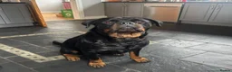 Rottweiler dogs for sale: High-Energy Hearts in Strong Little Bodies in Dundee - Advert 8