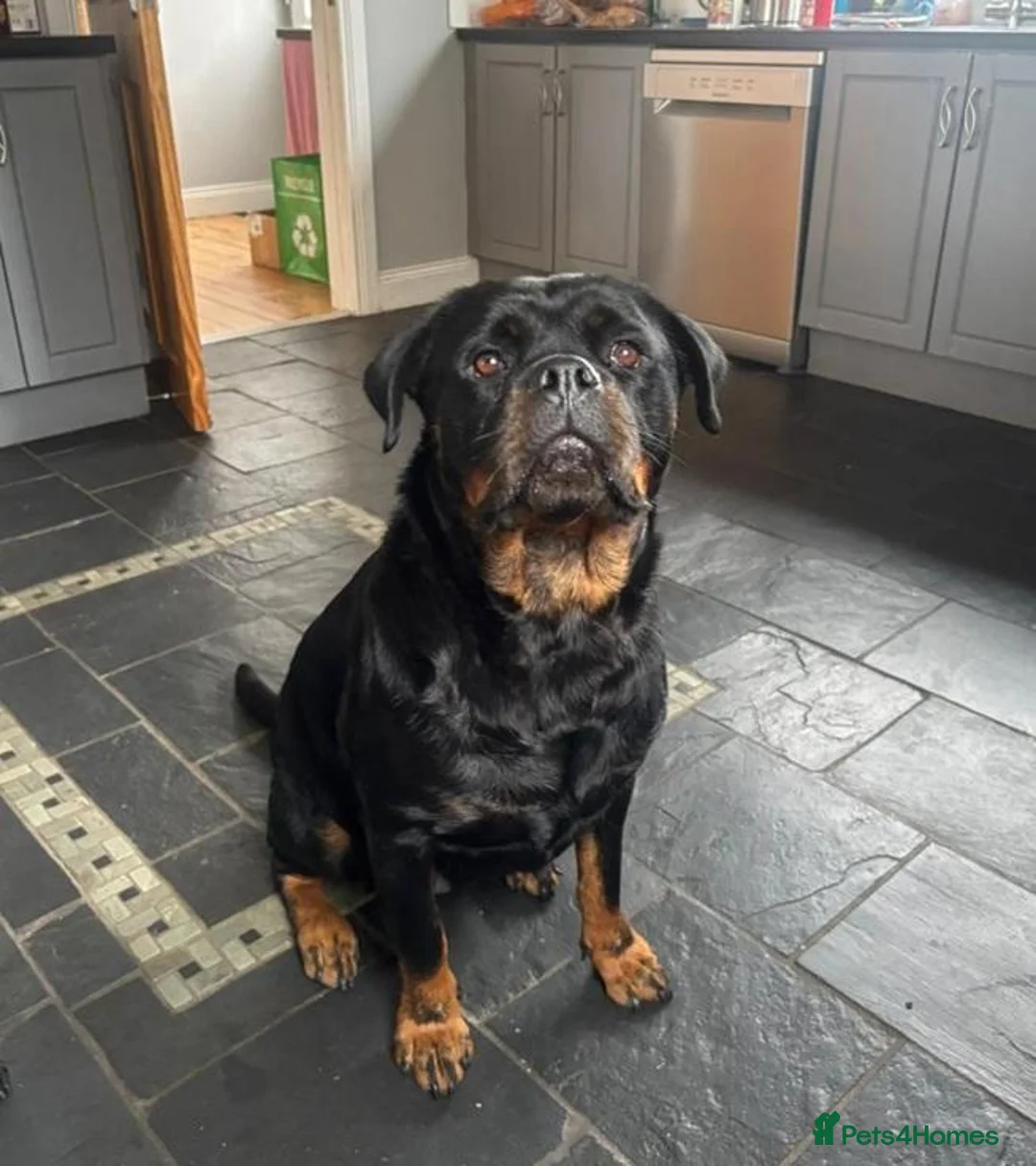 Rottweiler dogs for sale: High-Energy Hearts in Strong Little Bodies in Dundee - Advert 8