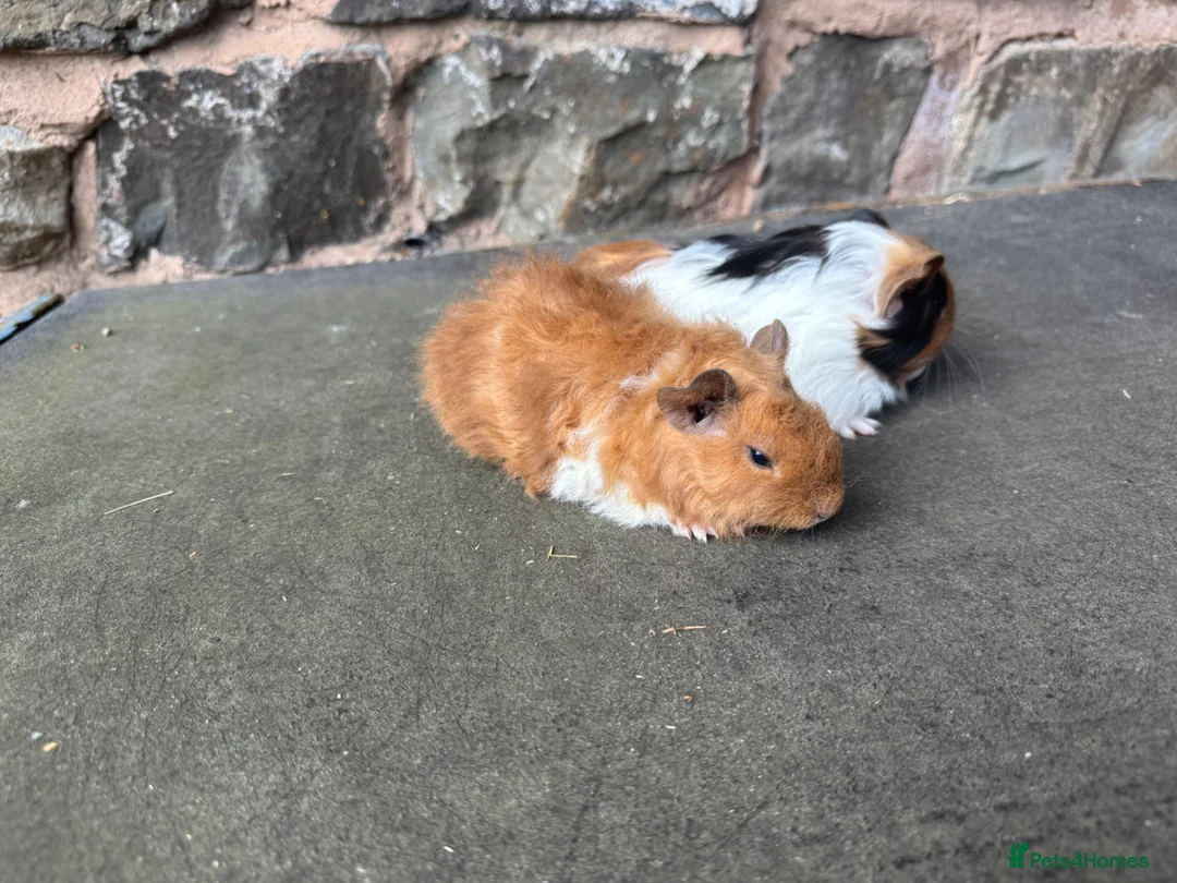 Guinea Pig rodents for sale: Stunning baby male guinea pigs for sale  - Advert 2