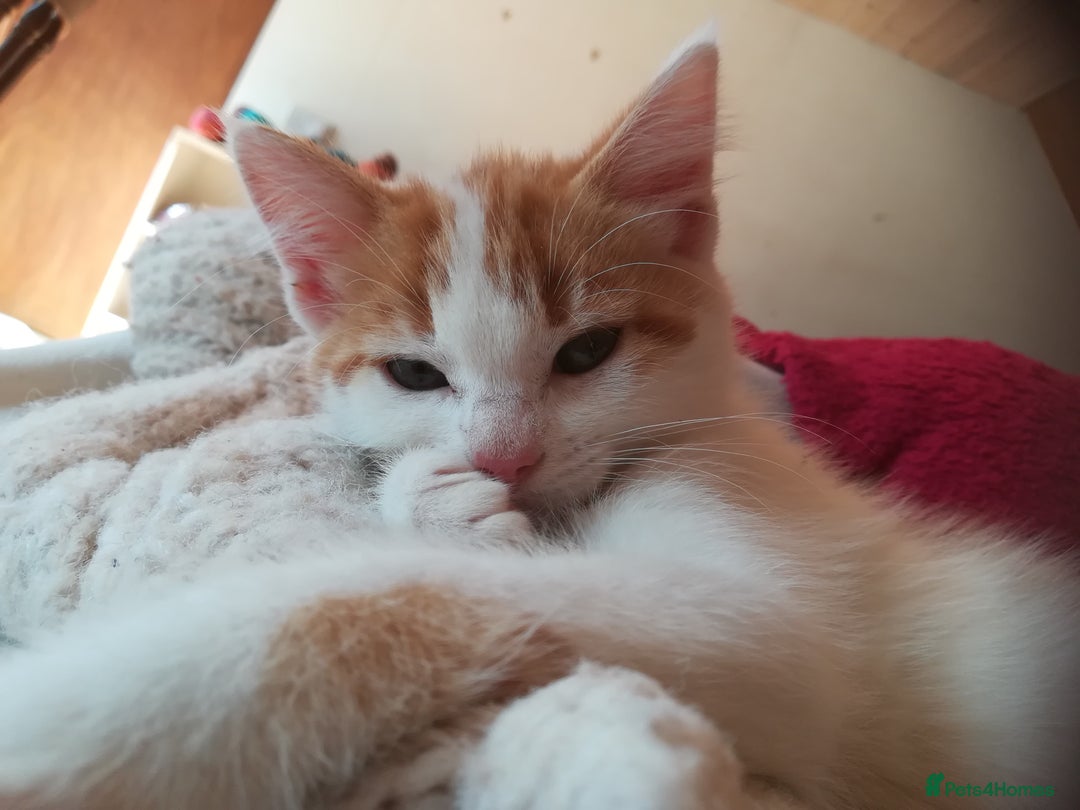 Mixed Breed cats for sale: CLEVER, BEAUTIFUL, KITTENS READY FOR FOREVER HOMES - Image 17