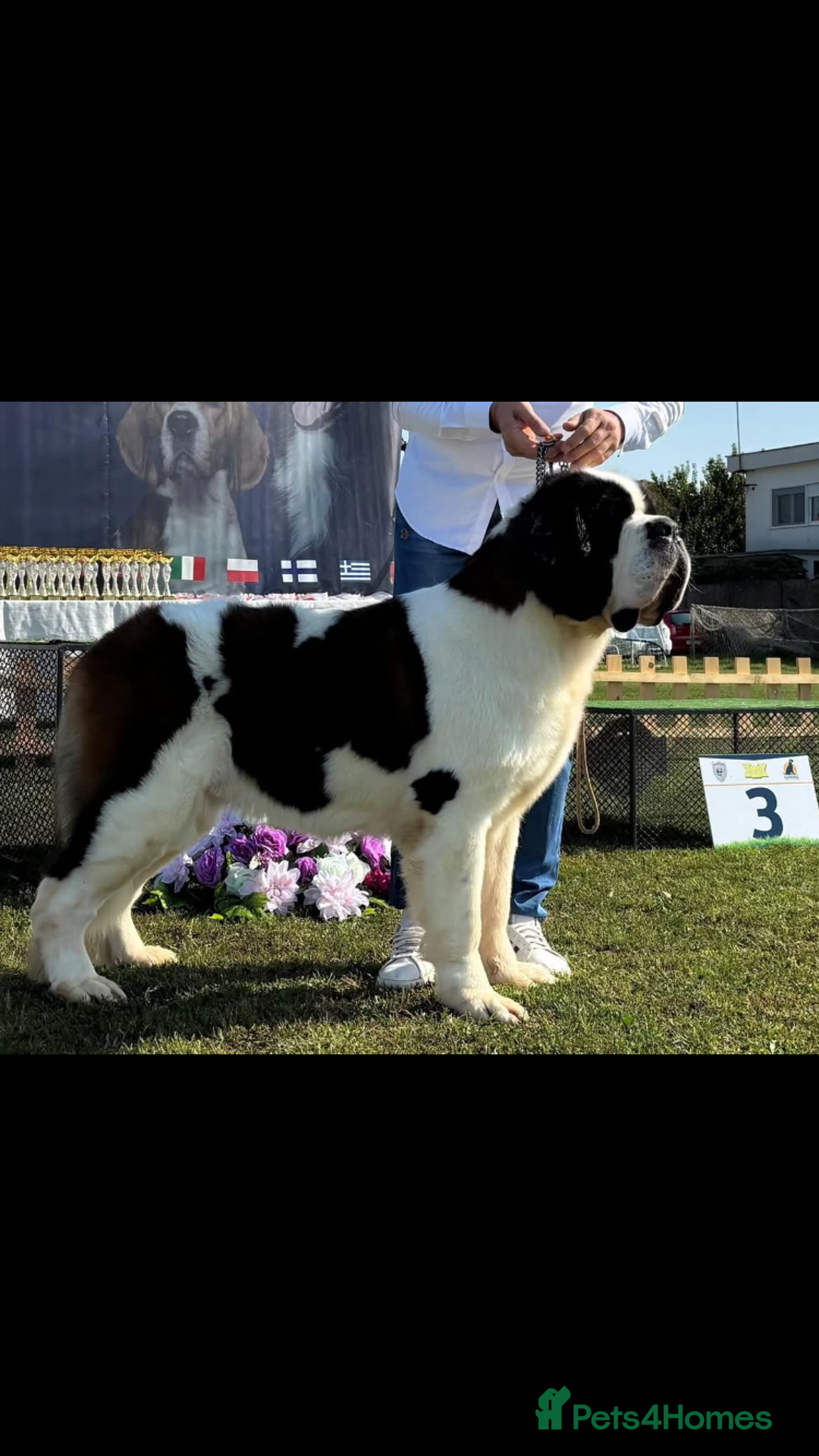 Saint Bernard dogs for sale: Saint pups from HIP & ELBOW tested parents  - Advert 12