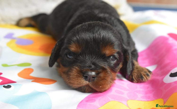 Cavalier King Charles Spaniel dogs - Advert 4