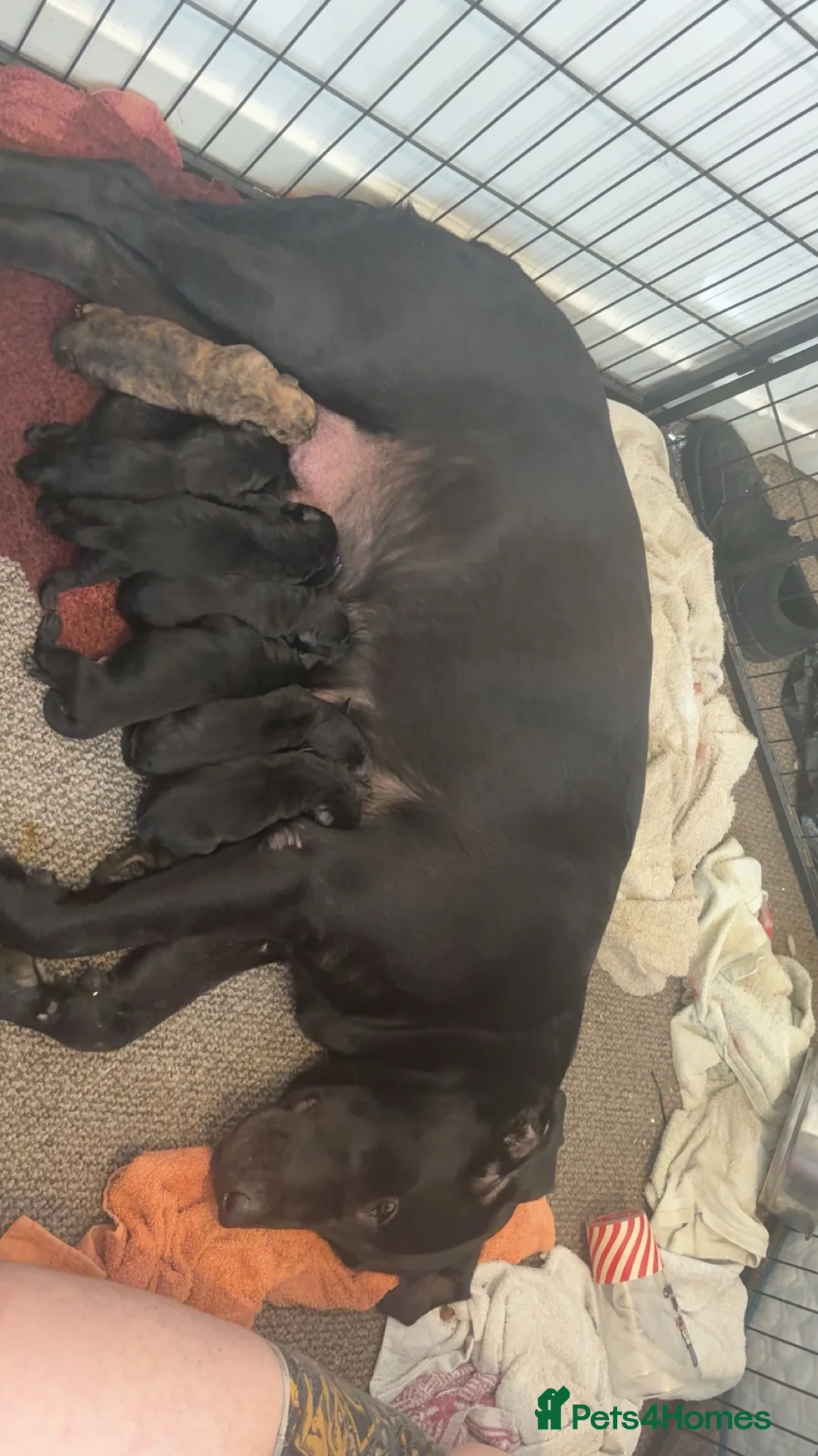 Mixed Breed dogs for sale: Labrador cross sharpi  - Advert 2