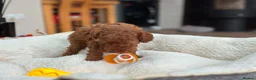 Toy Poodle dogs for sale: ✨ READY TO GO TO LOVING HOME ✨ - Advert 5