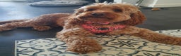 Cockapoo dogs for stud: Proven DNA tested red F1 Cockapoo Charlie for Stud in Milton Keynes - Advert 24