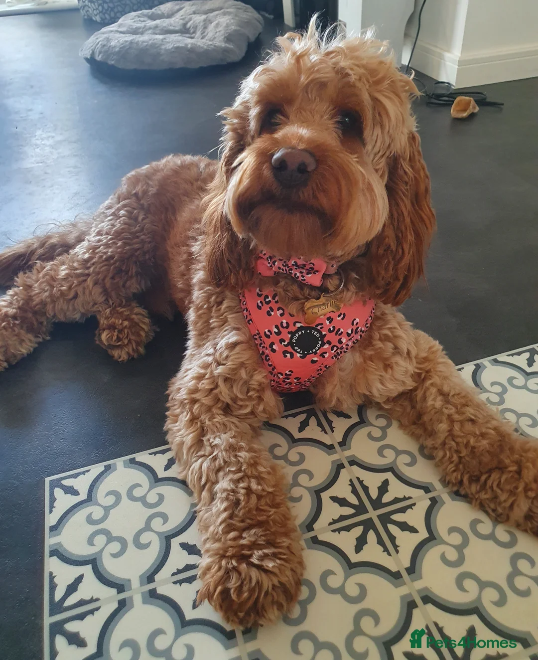Cockapoo dogs for stud: Proven DNA tested red F1 Cockapoo Charlie for Stud in Milton Keynes - Advert 24