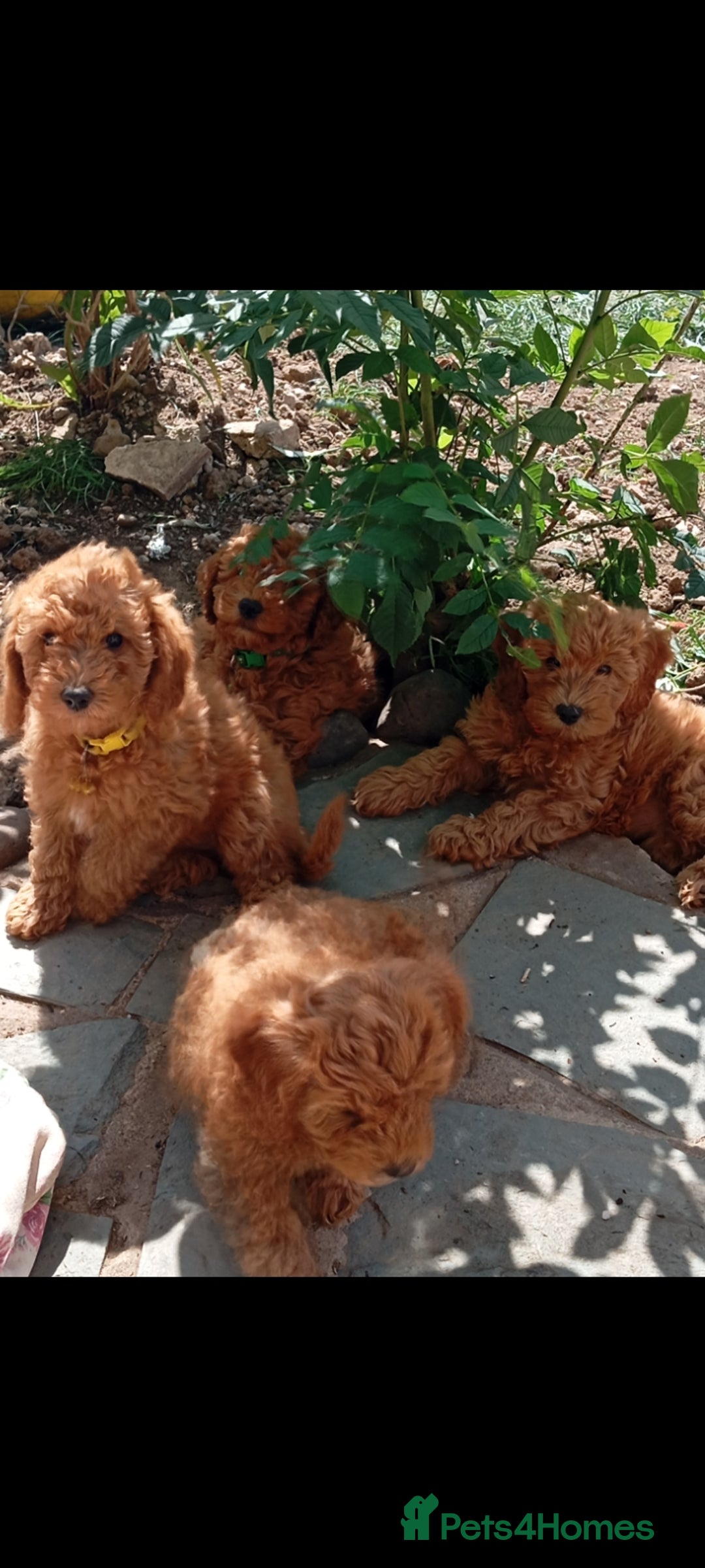 Cockapoo dogs for sale: Beautiful family of cockerpoos - Image 28